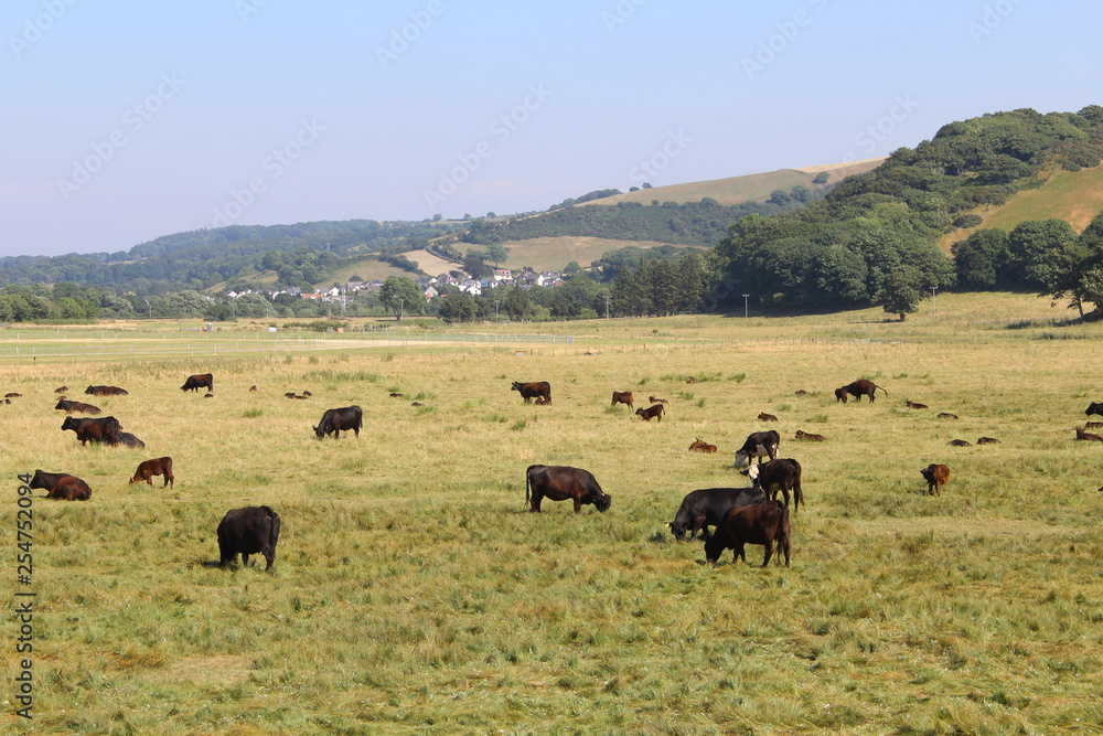 herd of cows grazing 