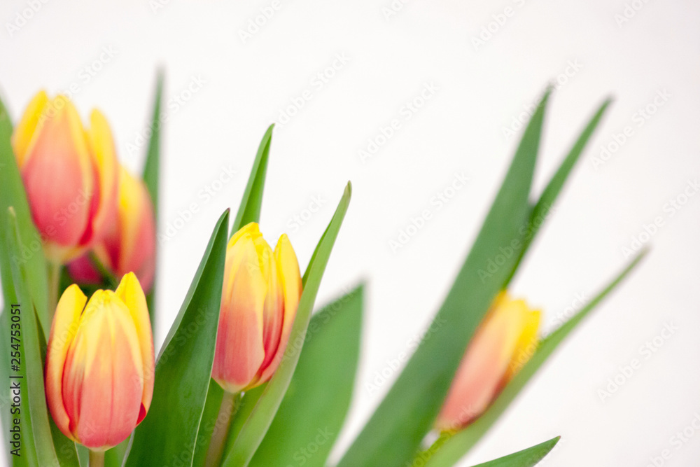 Bezauberndes Tulpenblüten-Ensemble als Ostergeschenk Bezauberndes Tulpenblüten-Ensemble als Ostergeschenk