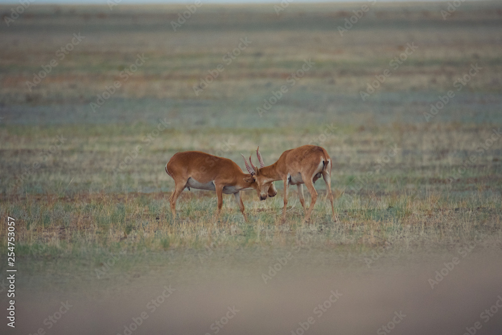 The battle of a powerful males during the rut. Saiga tatarica is listed in the Red Book, Chyornye Zemli (Black Lands) Nature Reserve, Kalmykia region, Russia. The battle of a powerful males during the rut. Saiga tatarica is listed in the Red Book, Chyornye Zemli (Black Lands) Nature Reserve, Kalmykia region, Russia.