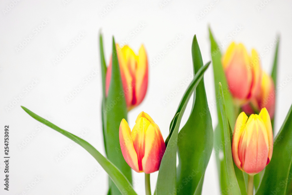 Bezauberndes Tulpenblüten-Ensemble als Ostergeschenk Bezauberndes Tulpenblüten-Ensemble als Ostergeschenk