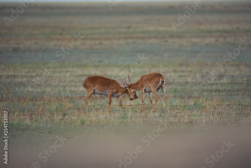 The battle of a powerful males during the rut. Saiga tatarica is listed in the Red Book, Chyornye Zemli (Black Lands) Nature Reserve, Kalmykia region, Russia.