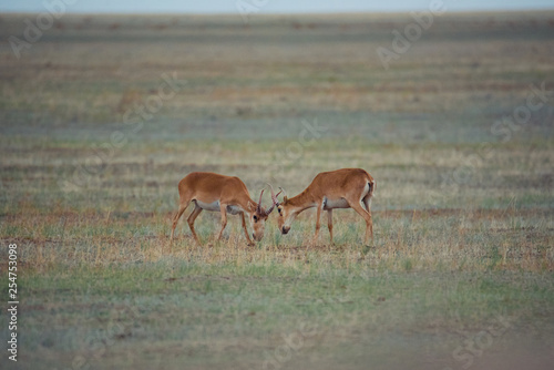 The battle of a powerful males during the rut. Saiga tatarica is listed in the Red Book, Chyornye Zemli (Black Lands) Nature Reserve, Kalmykia region, Russia.