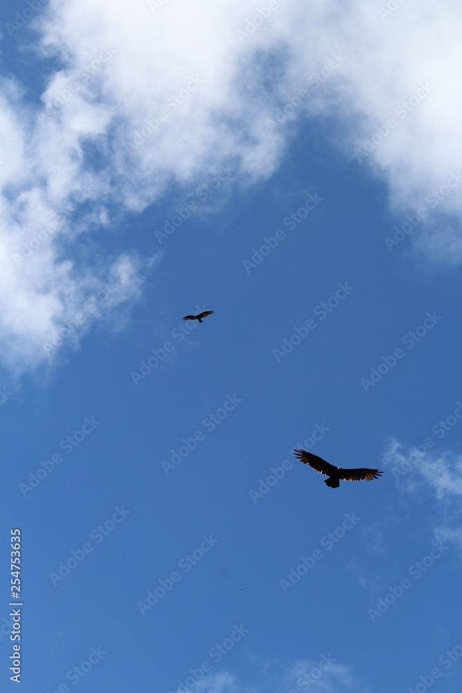 Obraz premium Blue sky with falcon