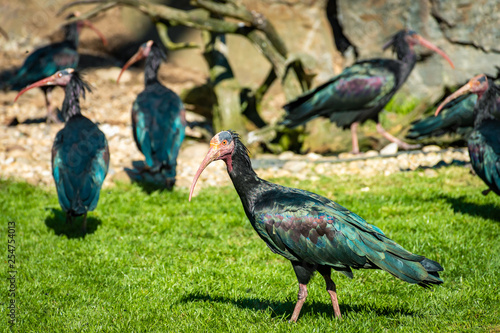 northern bald ibis or waldrapp in a colony in Waidhofen an der Thaya in Lower Austria photo