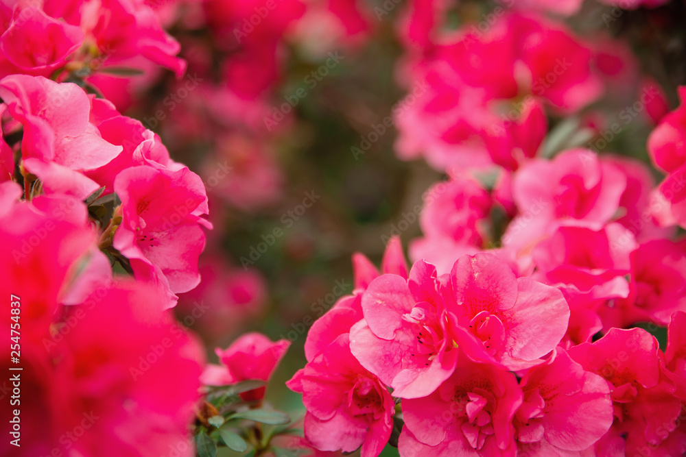 Season of flowering azaleas. Pink flowers of azalea with blurred foreground. Background full of flower. Rhododendron tree in springtime. Season of flowering azaleas. Pink flowers of azalea with blurred foreground. Background full of flower. Rhododendron tree in springtime.