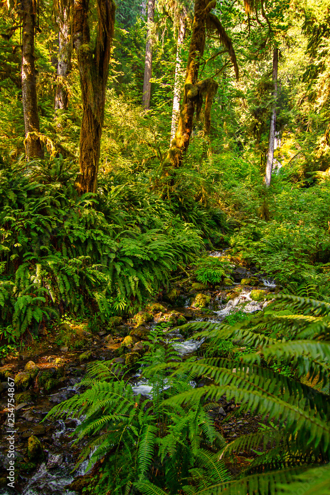 Fototapeta premium small river flowing through pacific northwest forest