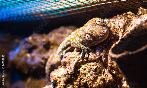 An adult tokay gecko  Gekko gecko  resting on a rocky surface.