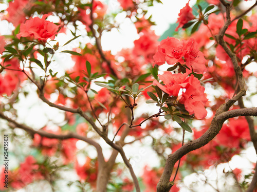 Season of flowering azaleas. Сlose-up of an azalea branch. Flowers of azalea. Rhododendron tree in springtime. Background blur.