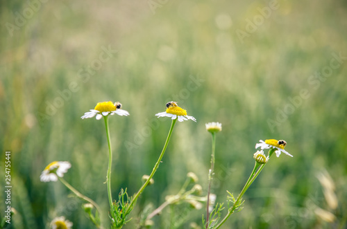 chamomile flowers against wheat field