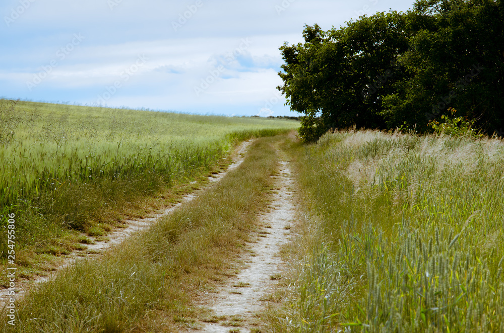 rural path throught green meadows