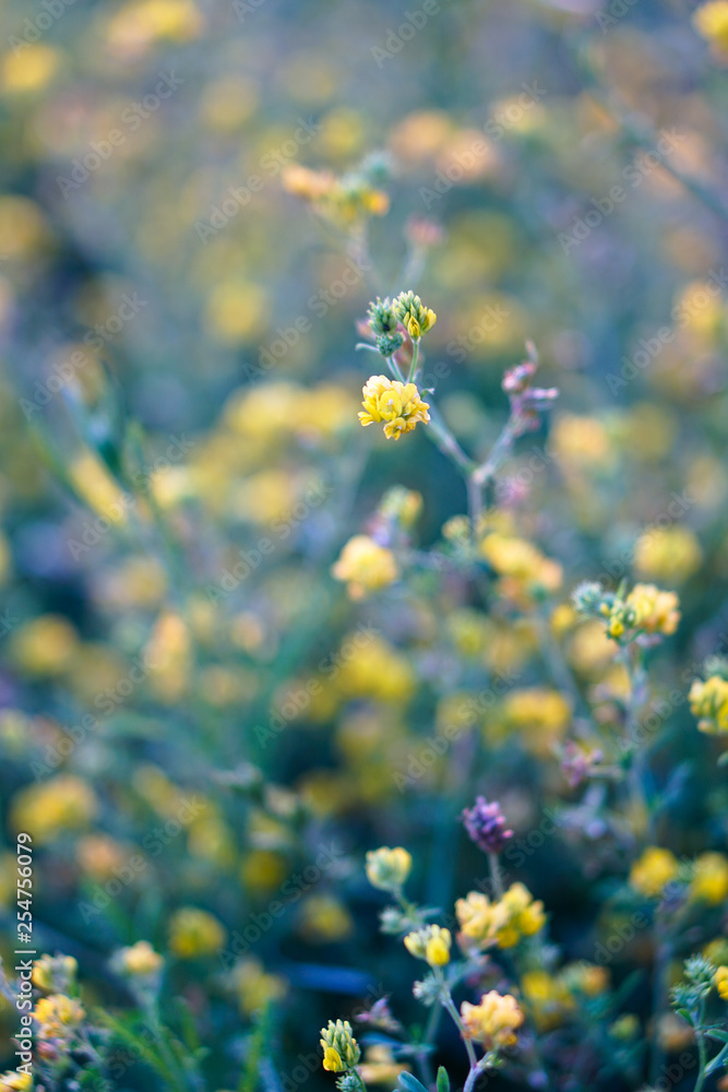 Obraz premium Beautiful yellow flower on a green meadow at sunset of the day. Natural background for design. Stock Photo