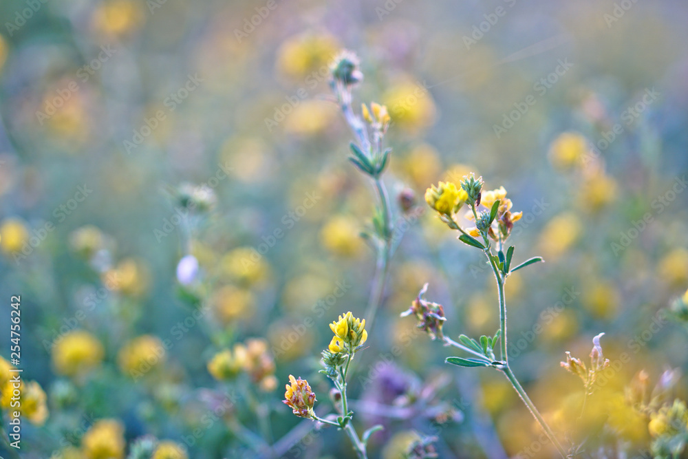 Obraz premium Beautiful yellow flower on a green meadow at sunset of the day. Natural background for design. Stock Photo