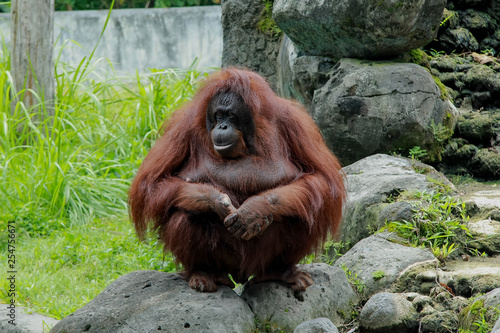 orangutans sit on rocks