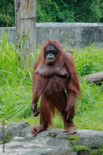 orangutans stand up and looking around photo