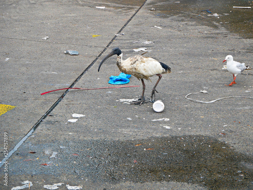 White ibis and sea gull walking among garbage on a street