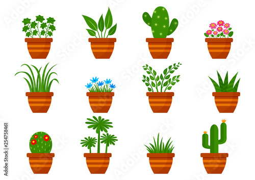 Set of houseplants in pots, indoor flowers. Vector illustration