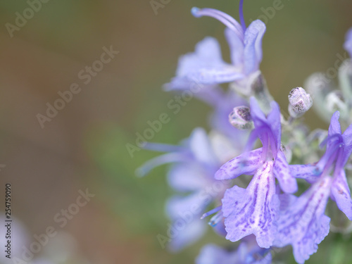 Abstract close up of a purplish blue rosemary herb flower