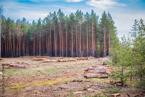 Industrial planned deforestation in spring, fresh green pine lies on the ground amid stumps