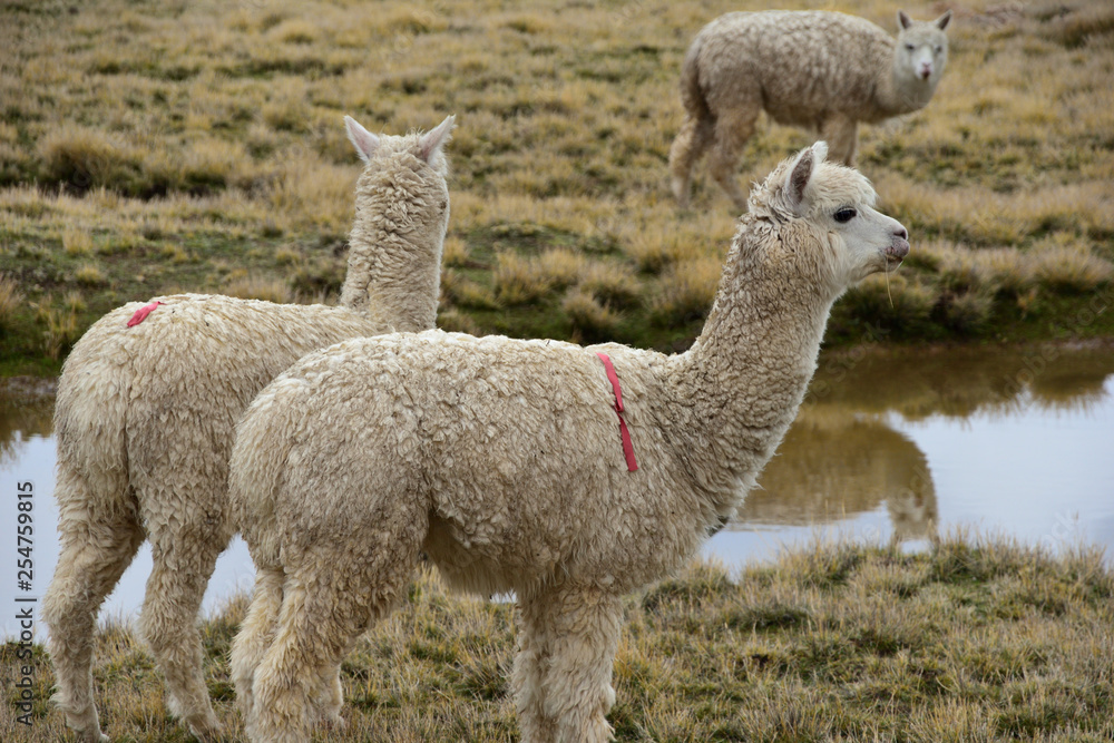 Fototapeta premium Alpaca on top of mountain overlooking a beautiful landscape in Peru