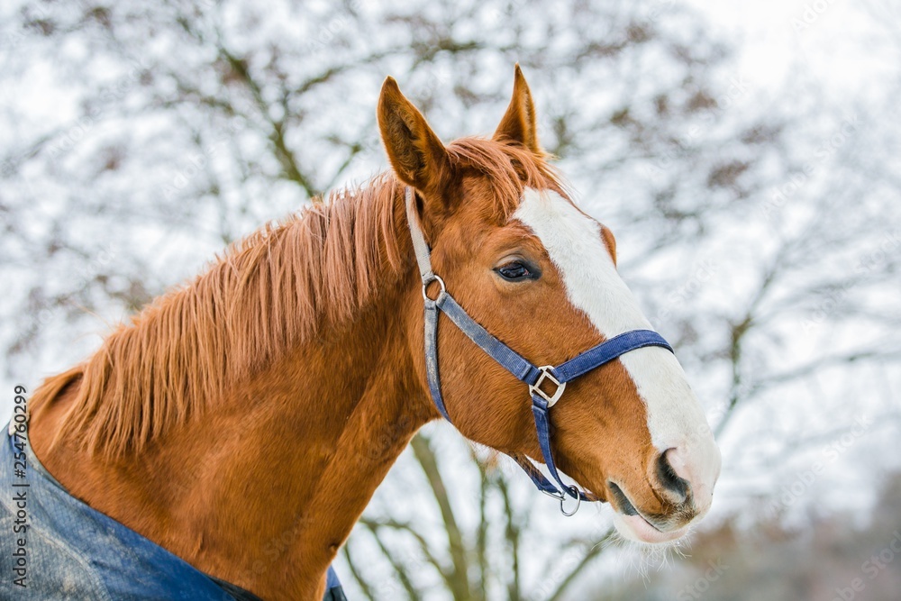 Φωτογραφία Portrait of chestnut horse with white stripe and blue halter on standing in a pa