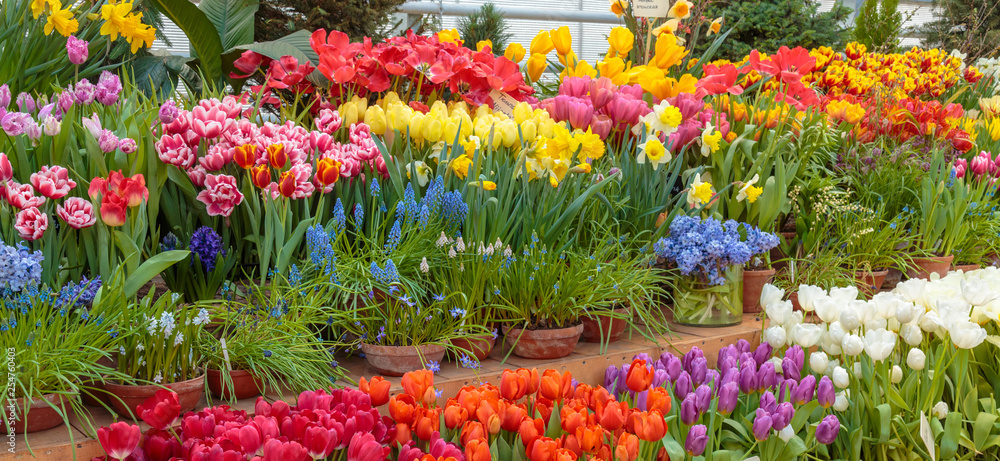 Flowers in green house. Floral bouquet shop. Blooming plants and multi color flowers inside a garden center