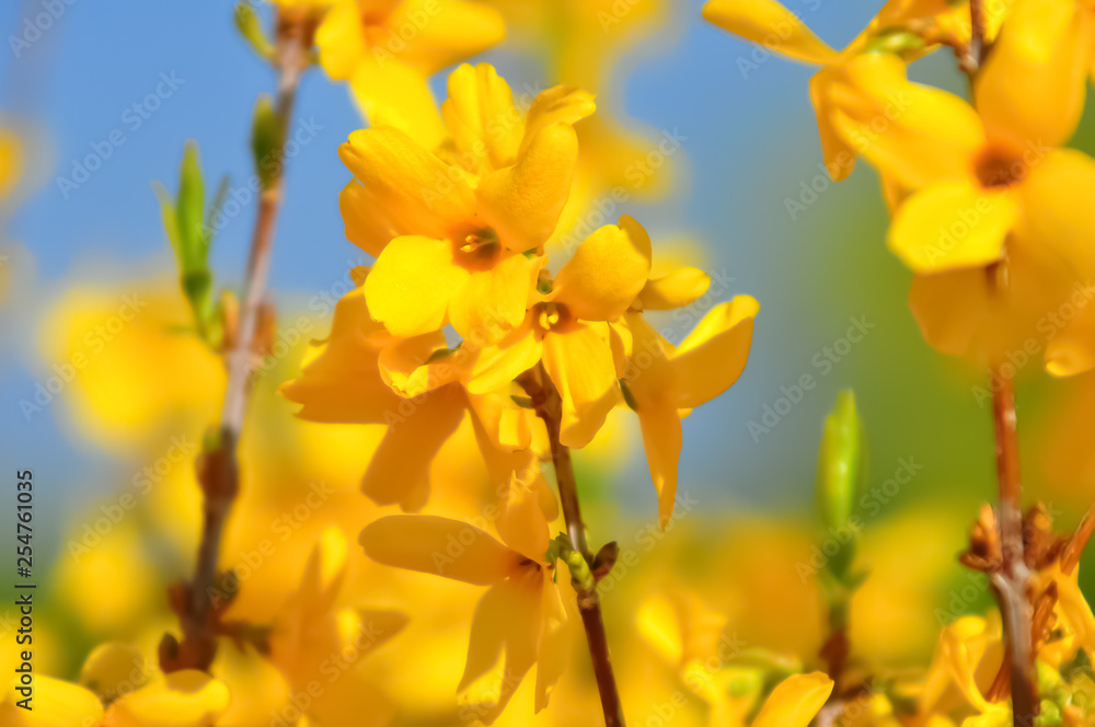 Blooming forsythia in springtime. Blurry backdrop with yellow flowers. Beautiful florets in the park. Blue sky. Spring blossoming forsythia with soft focus and blurry. Toned image doesn’t in focus. Blooming forsythia in springtime. Blurry backdrop with yellow flowers. Beautiful florets in the park. Blue sky. Spring blossoming forsythia with soft focus and blurry. Toned image doesn’t in focus.