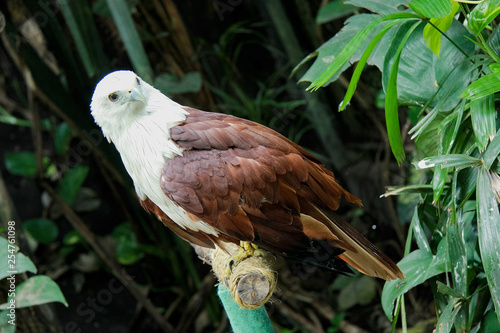 brahminy kite sitting on branch and looking around
