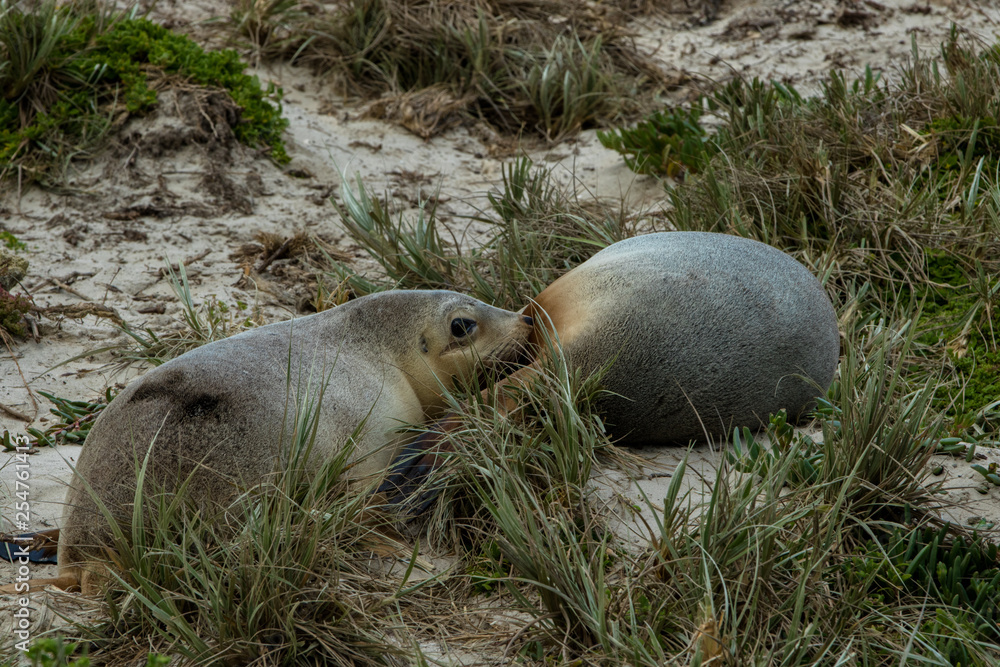 Naklejka premium sealion
