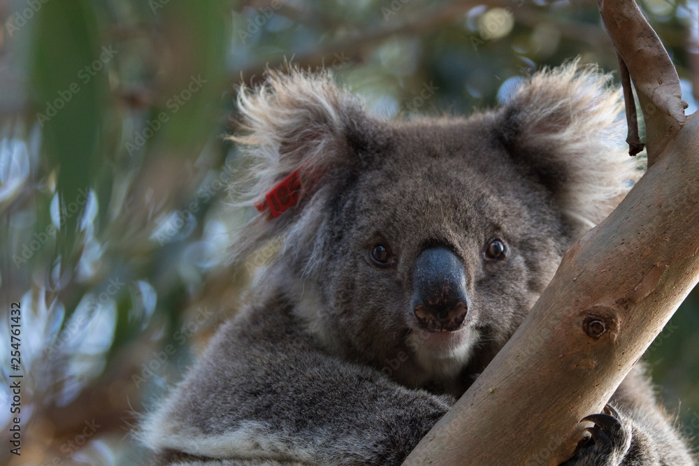 Fototapeta premium Koala