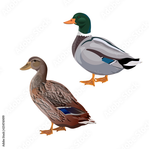 Male and female mallard duck