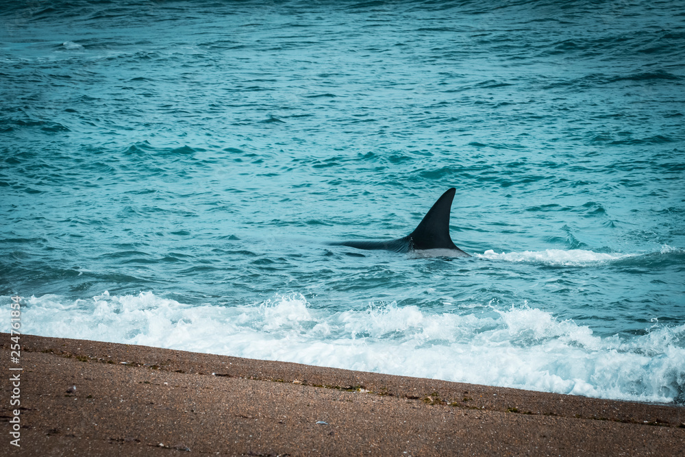 Fototapeta premium Orcas hunting sea lions, Patagonia , Argentina