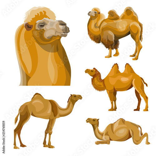 Collection of vector camels