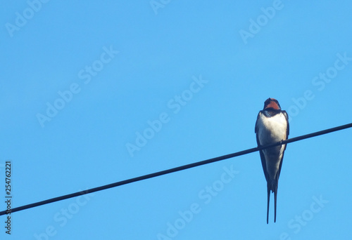 Swallow resting. © James