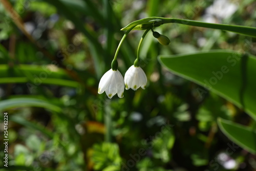 ”Snowflake" has green spots at the tip of the petals.