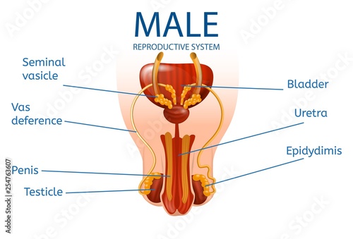 Male Reproductive System. Detailed Mans Genitals
