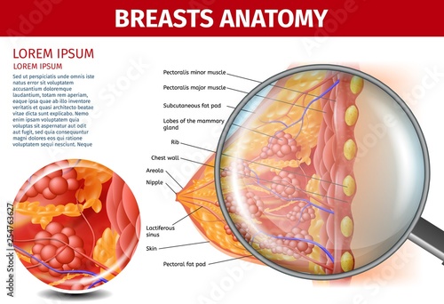 Woman Breasts Anatomy. Cross Section Aid Banner