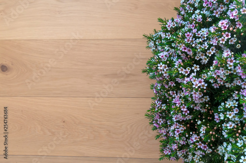 blooming Myrtle on a background of wooden boards