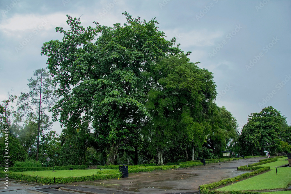 trees and green grass in the park with puddle trees and green grass in the park with puddle