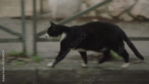 Cat runs in Poverty neighborhood