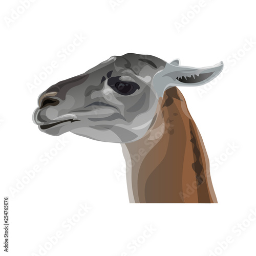 Set of vector llamas