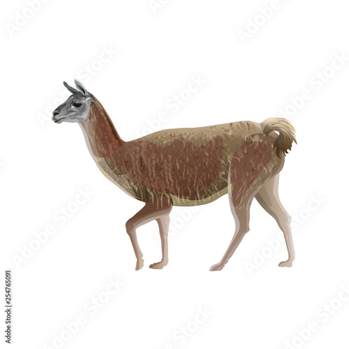 Walking llama vector