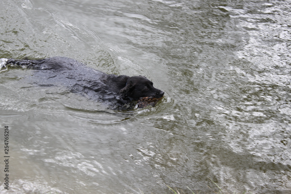 Obraz premium Frühling-Spaziergang