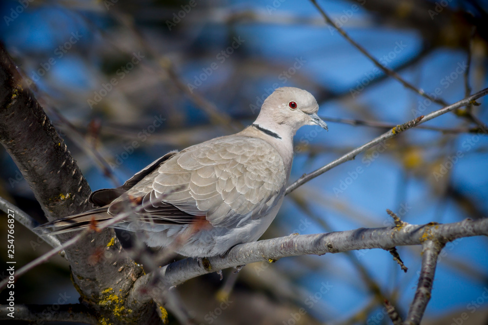 Eurasian Collared Dove perched on branch.