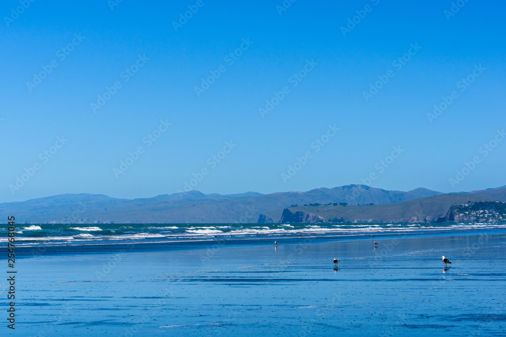 empty vast beach covered with water, seascape with coast line and mountains on the horizon, seagull sitting on a beach