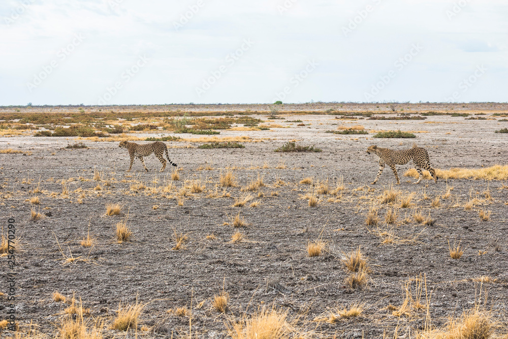 Φωτογραφία Cheetah in the grass of Etosha Park, Namibia