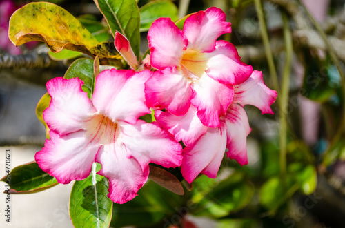 Beautiful bright pink flowers at the entrance to the Botanic Gardens in Grand Cayman, Cayman Islands