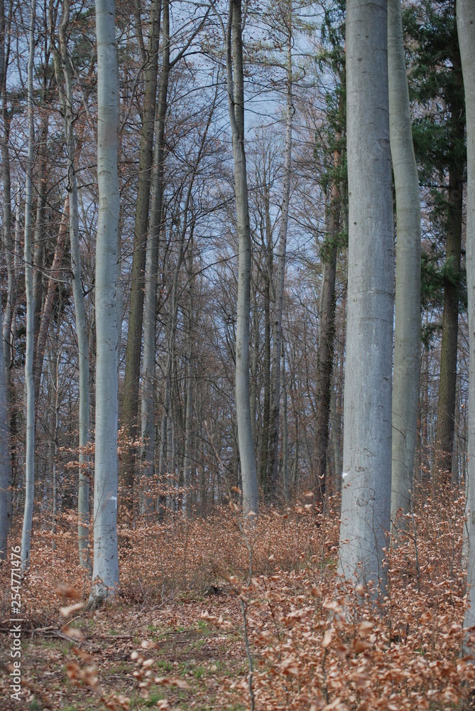 Autumnal Farest (upright format)