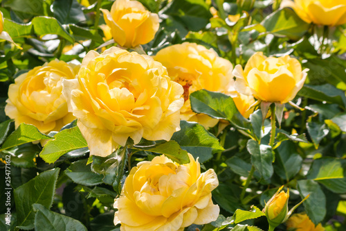 Obraz na plátně close-up of yellow roses in bloom growing in garden