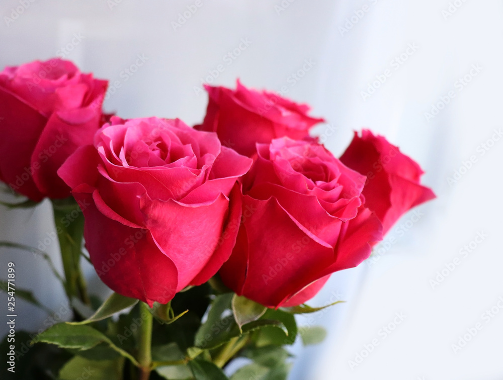 Fototapeta premium Red roses on the white background, bouquet 