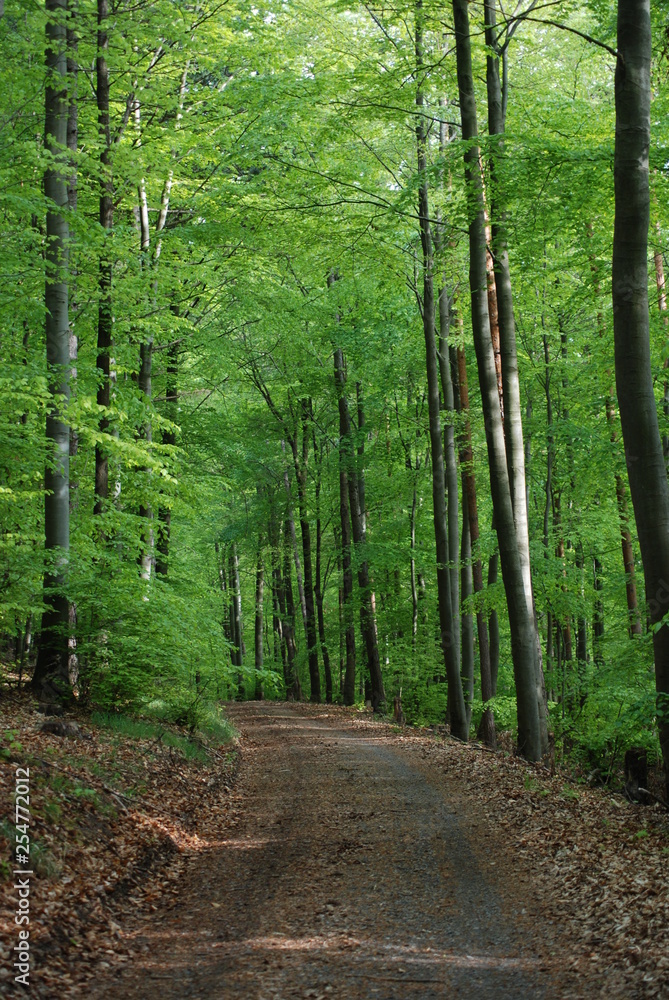 Fototapeta premium Black Forest Path in Spring